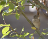 European House Sparrow female